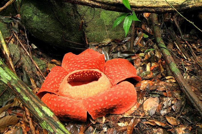 2-Day Khao Sok Jungle Safari from Krabi - Day 1 hike: what a guided 3-hour rainforest trek really gives you
