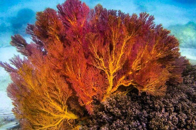 4 Islands Sunset + Plankton, Semi-Private Tour only 12 Guests - Night snorkeling with plankton: what to expect and how to make it work