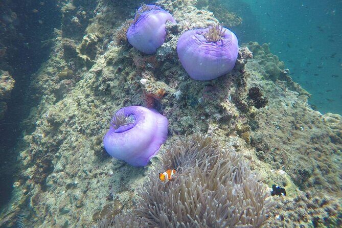 7 Islands Sunset Tour with Buffet Dinner & Night Snorkeling - Koh Raeng at night: what bioluminescent plankton swimming really feels like