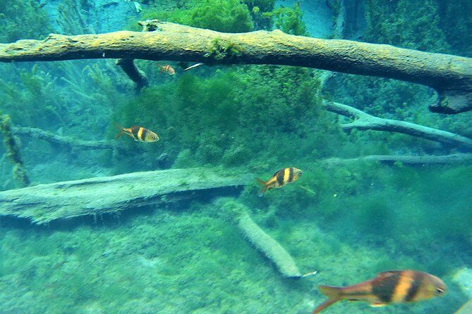 ATV & Kayaking in Hidden Freshwater Lagoon, Unseen Krabi Half Day Trip - FAQ
