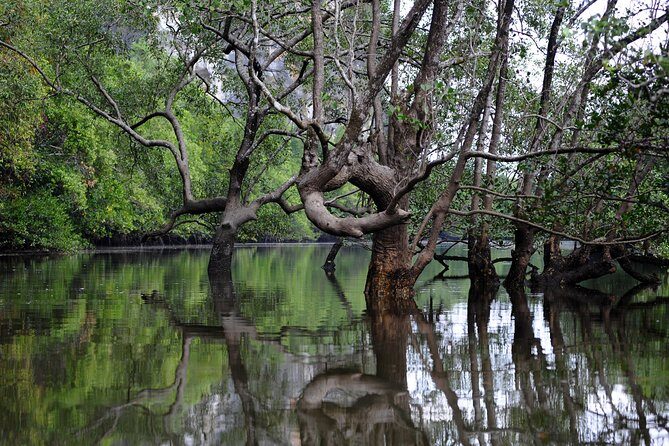 Deep Mangrove and Canyon Kayak Tour in Krabi - Deep Mangrove Passages and the Wildlife Odds