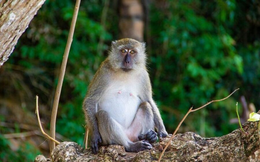 From Ao Nang: Phi Phi Islands Day Tour by Boat with Lunch - Key takeaways before you go