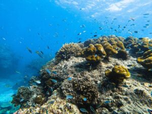 From Krabi: Phi Phi Islands Speedboat Day Tour - Loh Samah Bay to Pileh Lagoon: where the water time is actually worth it