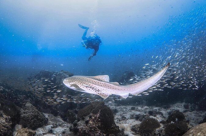 From Phi Phi Don | Half Day Discover Scuba Diving 2 Dives - Stop 2 and 3: Ko Phi Phi Lee and Ko Phi Phi Le for variety in reef scenes