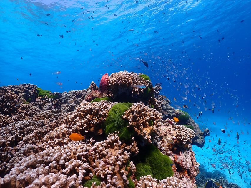 From Phi Phi: Full Day Snorkeling Trip by Longtail Boat - Loh Samah, Maya Bay, and Bamboo Island: Icon Stops With Time Trade-Offs