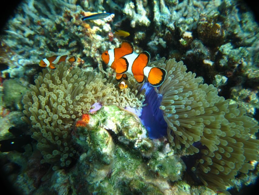 From Phi Phi: Full Day Snorkeling Trip by Longtail Boat - Shark Point: What to Know Before You Go Near Sharks