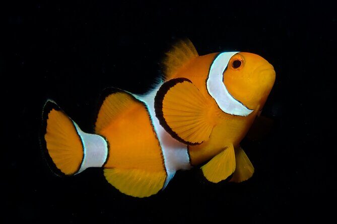 From Phi Phi: Half Day Discover Scuba (2 Dives) - Price on Phi Phi: What You Pay and What You Should Expect