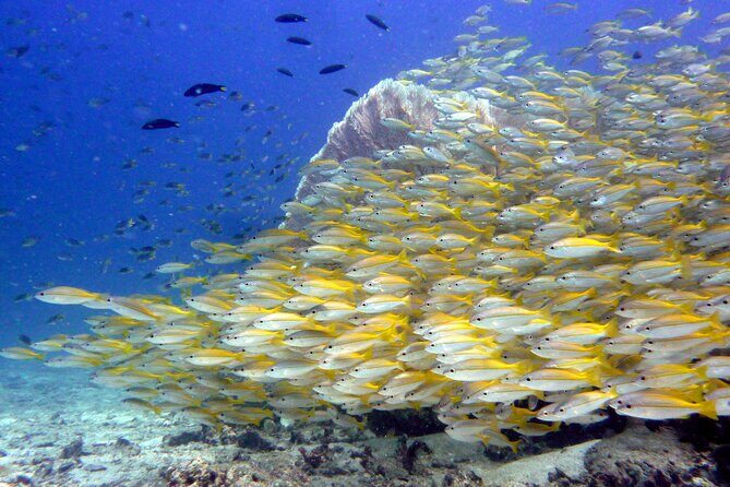 From Phi Phi: Half Day Discover Scuba (2 Dives) - What Training Looks Like Before You Go Under