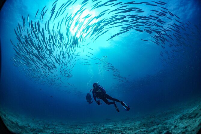From Phi Phi: Half Day Trip for Certified Divers (2 Dives) - Meeting at Ton Sai Pier: The Day’s Timing in Plain English