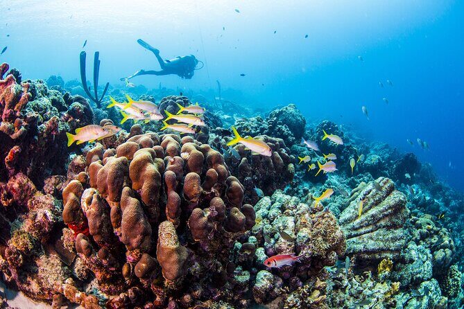 From Phi Phi: Half Day Trip for Certified Divers (2 Dives) - Lunch Between Sessions: Why Onboard Break Time Matters