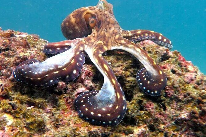 From Phi Phi: Half Day Trip for Certified Divers (2 Dives) - PADI 5 Style, Small Groups, and What Safety Looks Like