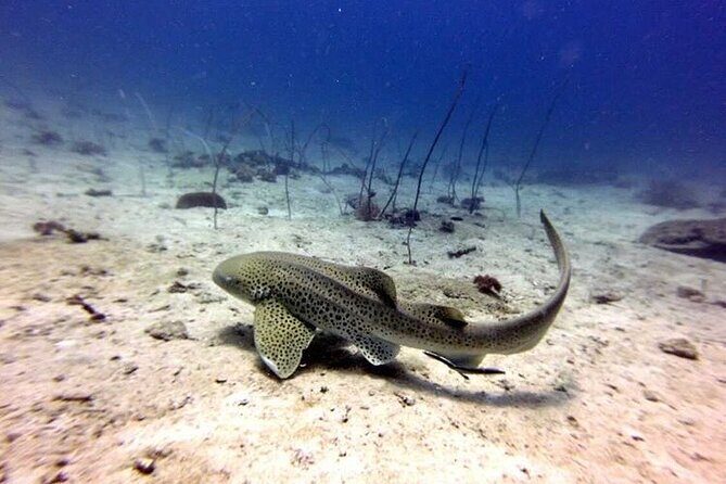 From Phi Phi: Half Day Trip for Certified Divers (2 Dives) - Price and Real Value: What You Pay and What You Don’t