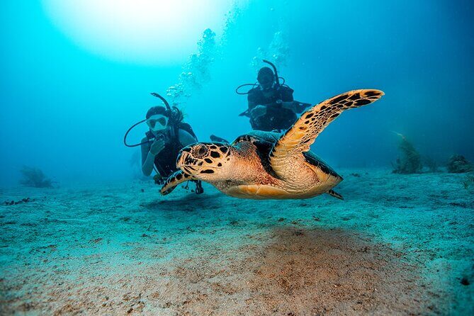 From Phi Phi: Half Day Trip for Certified Divers (2 Dives) - Session 1: Where You Go First and What You’ll Likely See