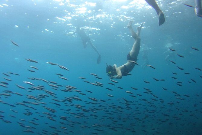 From Phi Phi: Sunrise & Beat The Crowds to Maya Bay by Speedboat - Snorkeling time: tropical fish, coral, and a shark bonus