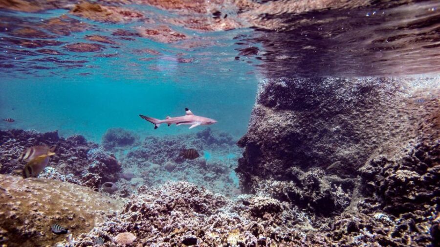 From Phi Phi: Sunrise Maya Bay, Pileh Lagoon Speedboat Tour - Bamboo Island lunch and swimming: the full-day payoff