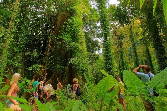 Half-Day Jungle Tour Including Crystal Pool and Krabi Hot Springs - Price and value: what $39.22 gets you, and what to budget