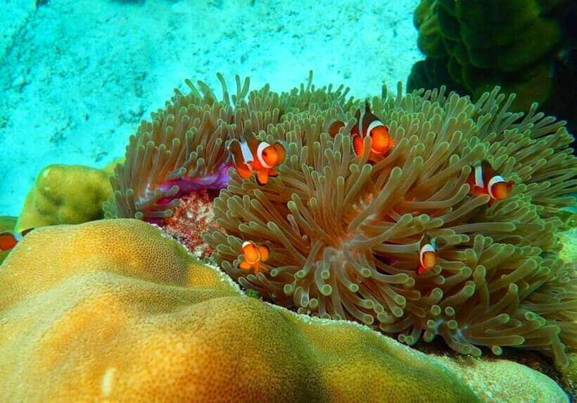 Ko Lanta: Full-Day Snorkel Trip to Phi Phi & Bamboo Islands - From Koh Lanta to Phi Phi: the day starts at Sala Dan Pier