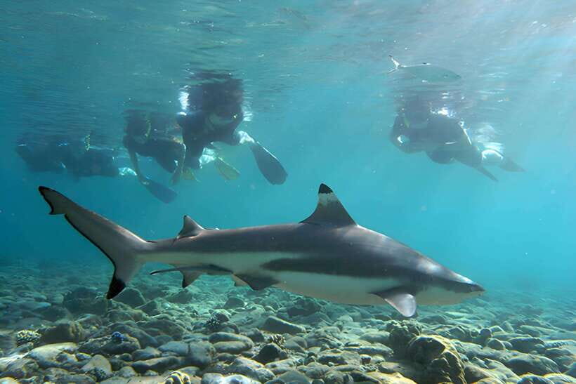 Ko Phi Phi Don: Speedboat Day Trip with Shark Snorkeling - Why This 5-Hour Speedboat Route Works on Phi Phi