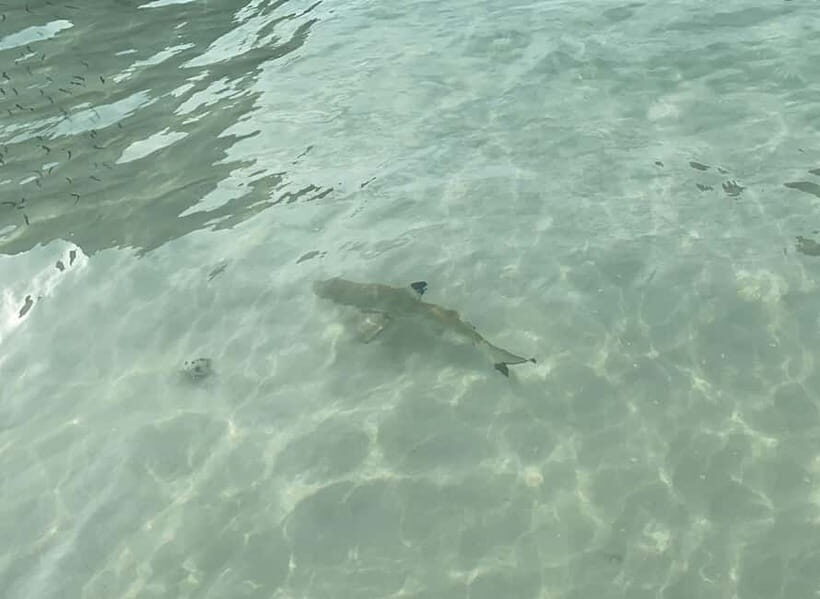 Koh Phi Phi: Halfday Maya Bay Sunset & Plankton by Speedboat - Why this Phi Phi half-day speedboat loop feels worth the money