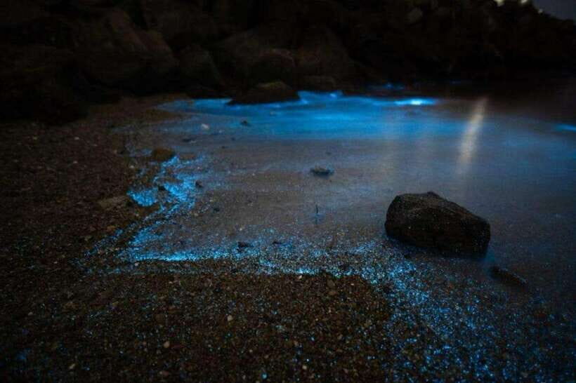Krabi: 7-Island Tour by Longtail Boat with Sunset - Dinner, sunset, and the bioluminescent plankton stop