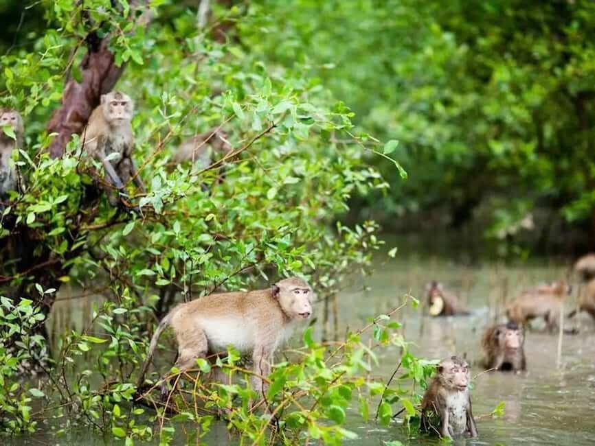 Krabi: Ao Thalane Mangrove Kayaking with Extras - Ao Thalane Mangroves: Why This Kayaking Day Feels Different