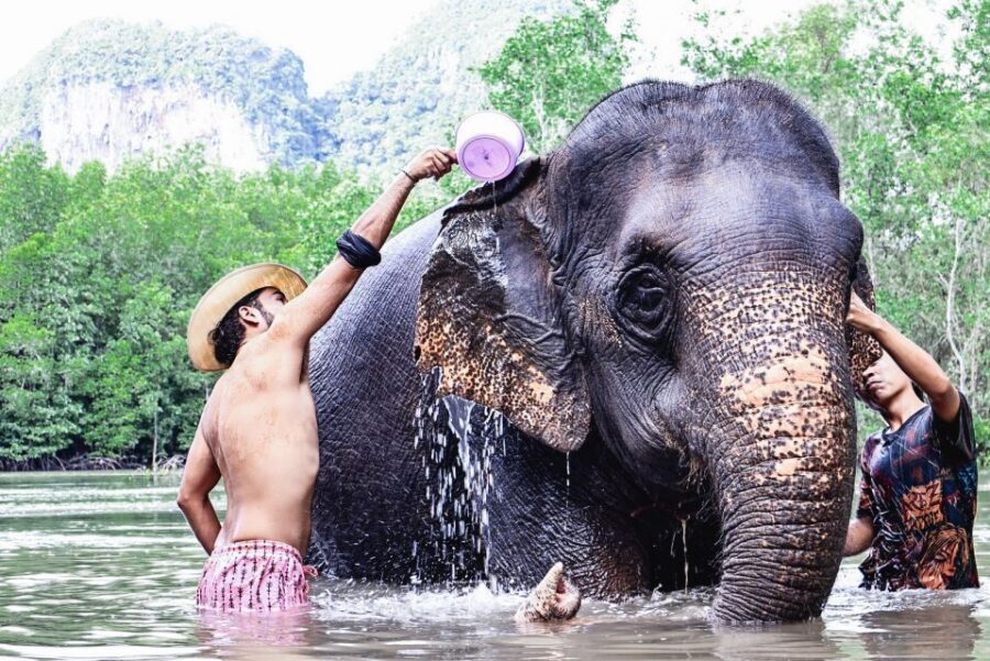Krabi: Elephant Bathing Session at Krabi Elephant Shelter - Feeding Time with the Guide: Close, Guided, and Not Chaotic