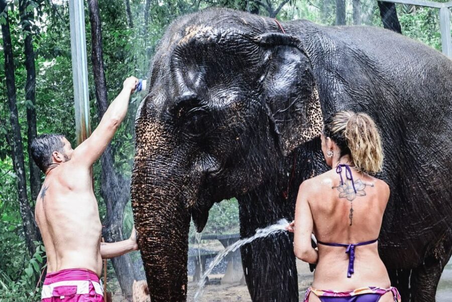 Krabi: Elephant Bathing Session at Krabi Elephant Shelter - Bathing and Shower Routine: How the Cooling Works and What You’ll Do