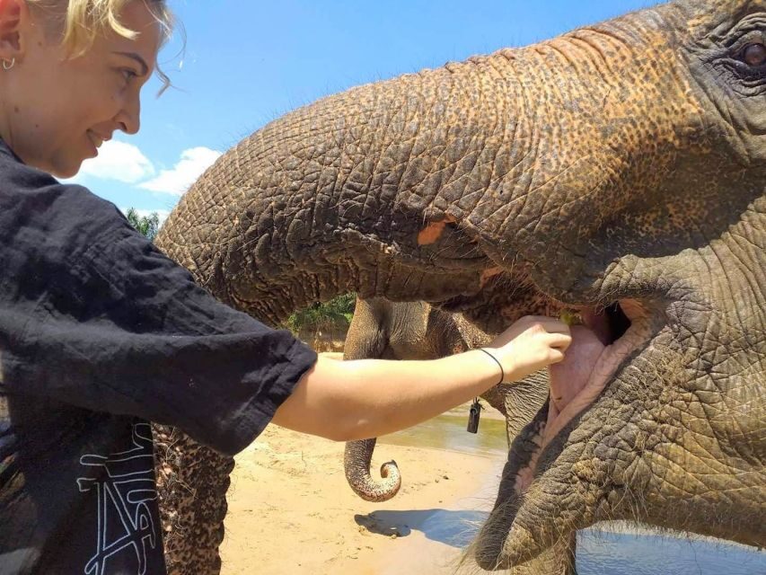 Krabi: Elephant Care House Guided Tour with Hotel Transfers - Krabi Elephant Care House: a jungle elephant day near town