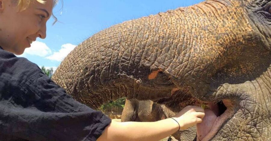 Krabi: Elephant Care House Guided Tour with Hotel Transfers - How the 4-hour plan typically feels on your clock
