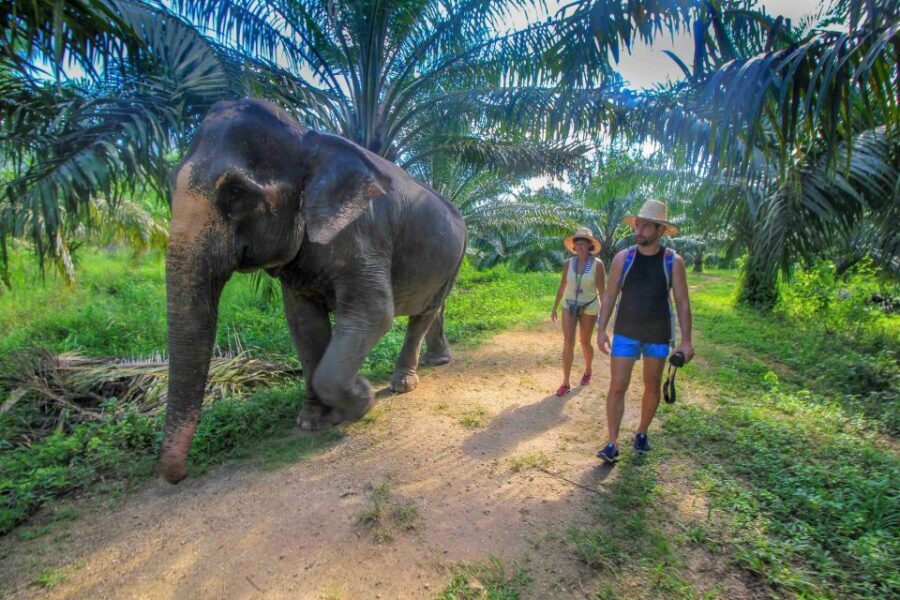 Krabi: Elephant Care House Guided Tour with Hotel Transfers - Price and value near Krabi: is $57 worth it?