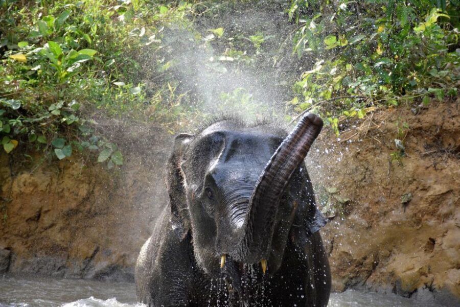 Krabi: Elephant Care House Guided Tour with Hotel Transfers - Who this tour is best for (and who might want to pass)