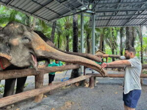 Krabi: Elephant Feeding Program - From Your Hotel to the Shelter: How the Timing Works