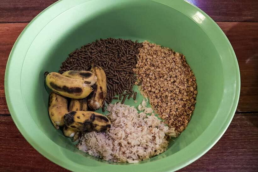 Krabi: Elephant Feeding Program - The Behavior Lesson Before Feeding: How Not to Mess This Up