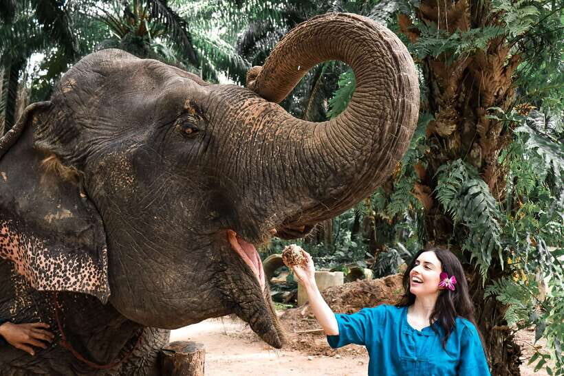 Krabi: Elephant Feeding Program - Cooking the Elephant Meal: Fruit Prep and Protein Balls