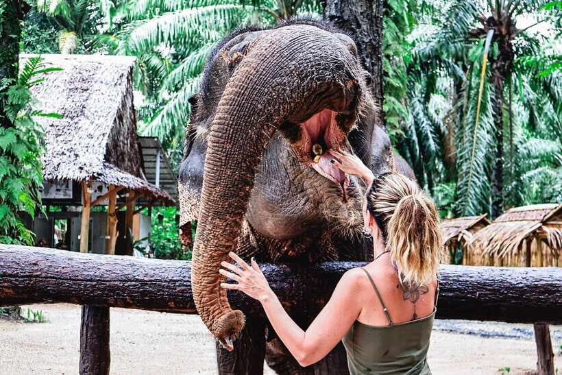 Krabi: Elephant Feeding Program - Weather Reality: Rain or Shine Isn’t Just a Line