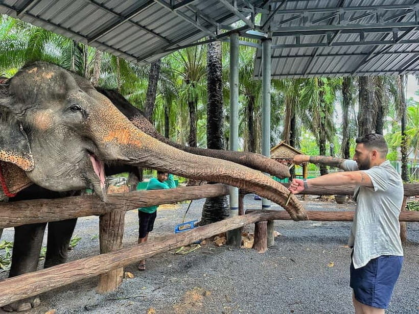 Krabi: Elephant Feeding Program with Food Preparation - The sanctuary stop: why retired elephants change the vibe