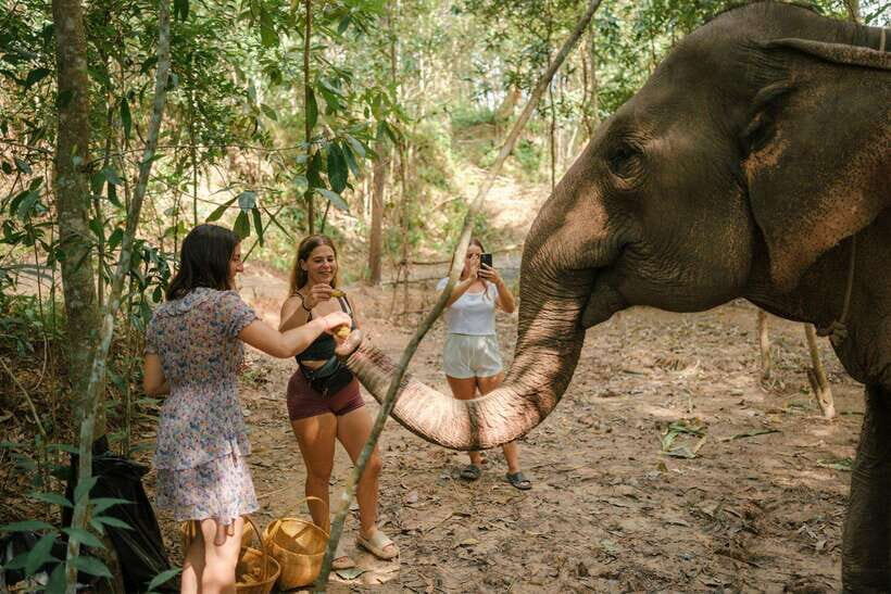 Krabi: Elephant Sanctuary (near Ao Nang) Visit - Price and Value: Why $22 for a 30-Minute Session Can Make Sense