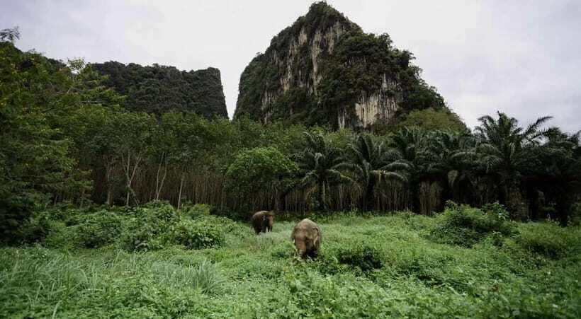 Krabi: Ethical Elephant Sanctuary & Tiger Cave Temple Tour - Key Highlights Worth Planning For