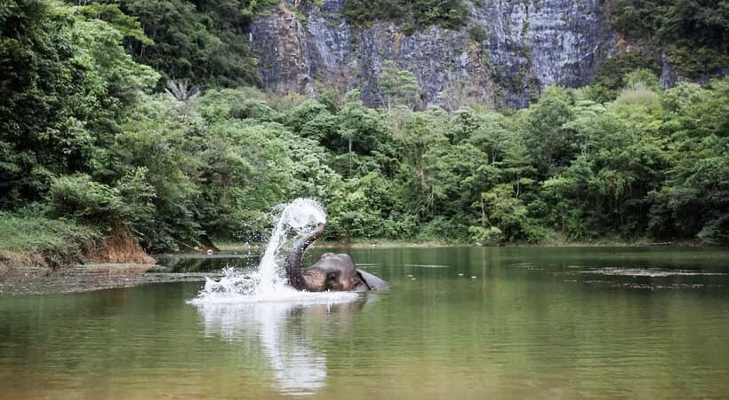 Krabi: Ethical Elephant Sanctuary & Tiger Cave Temple Tour - How This Tour Flows: Elephants, Lunch, Then a Tough Temple Climb