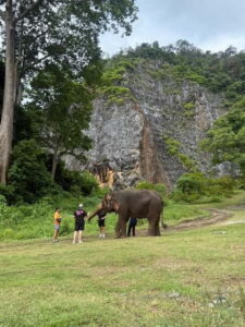 Krabi: Ethical Elephant Sanctuary & Tiger Cave Temple Tour - Krabi Elephant Green Sanctuary: Ethical, No-Riding Time in the Jungle