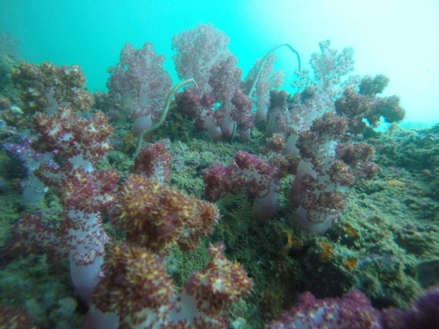 Krabi: Freediving and Snorkeling at Yawasam and Talu Island - Key points worth knowing