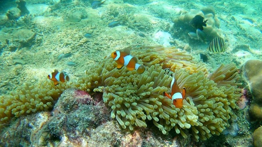 Krabi: Freediving and Snorkeling at Yawasam and Talu Island - Stop 1: Koh Yawasam snorkeling behind the usual crowd