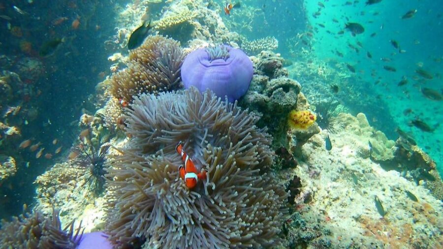 Krabi: Freediving and Snorkeling at Yawasam and Talu Island - Stop 2: Koh Talu area and the Talu Cave tunnel-at-low-tide idea