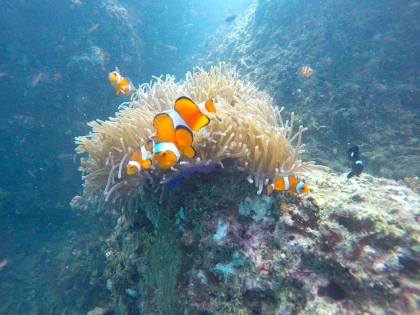 Krabi: Freediving and Snorkeling at Yawasam and Talu Island - What you get for the $59 price (and where fees can add up)
