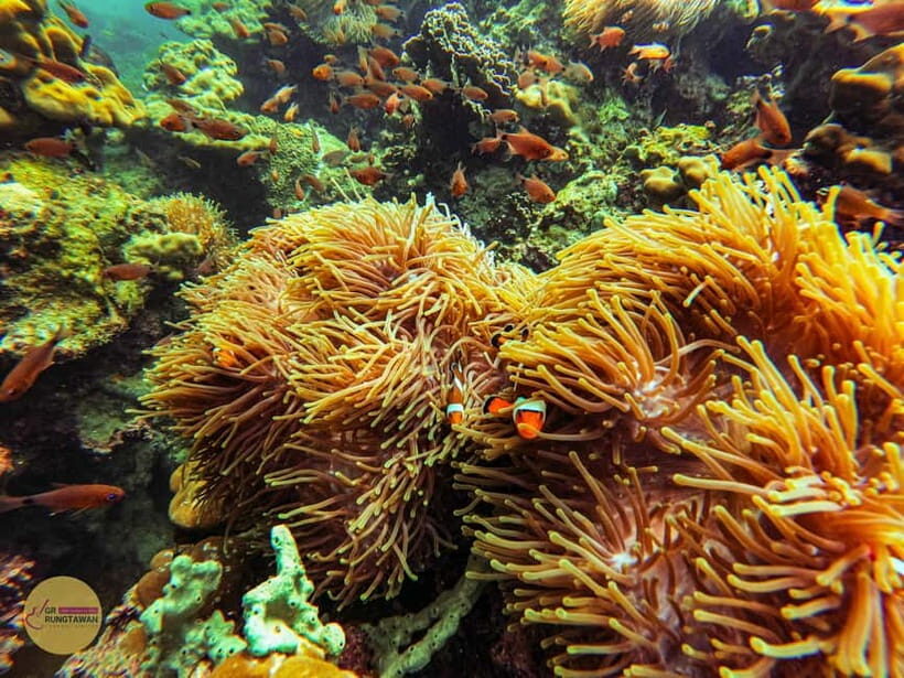 Krabi: Hong Islands Sunset, Bioluminescent Plankton and BBQ - Key things to know before you go