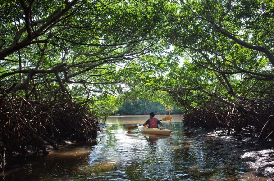 Krabi kayaking Ao thalane - Ao Thalane mangroves: what makes this kayaking route special