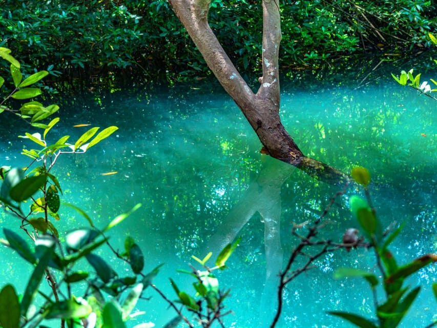 Krabi: Kayaking, Crystal Lagoon, and Fish Spa in Klong Root - Pineapple Farm Stop: Real Local Farming, Sometimes Brief