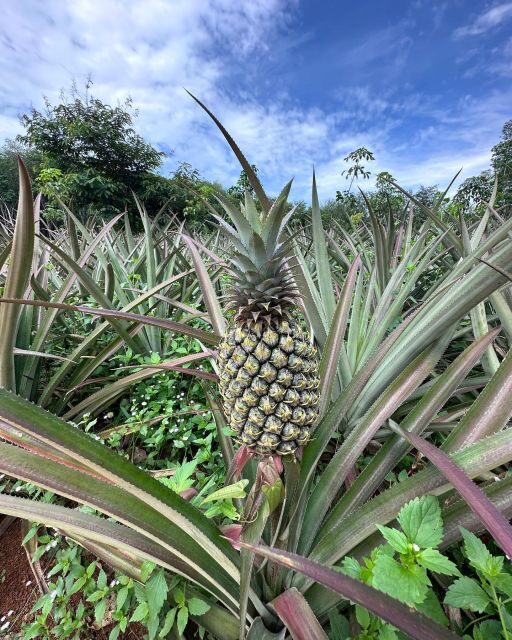 Krabi: Klong Root Kayaking Viewpoint,Fish Feeding and more - Who this fits best (and who should skip it)