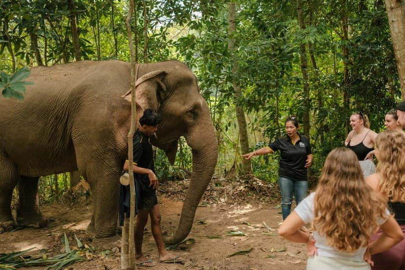 Krabi: Love Elephant Sanctuary Tour - Love Elephant Sanctuary in Krabi: what you really get in 2 hours
