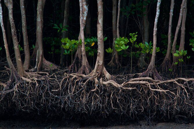 Mangrove Boat Tour in Krabi - Private Tour for Your Party: Worth It for Families and Couples